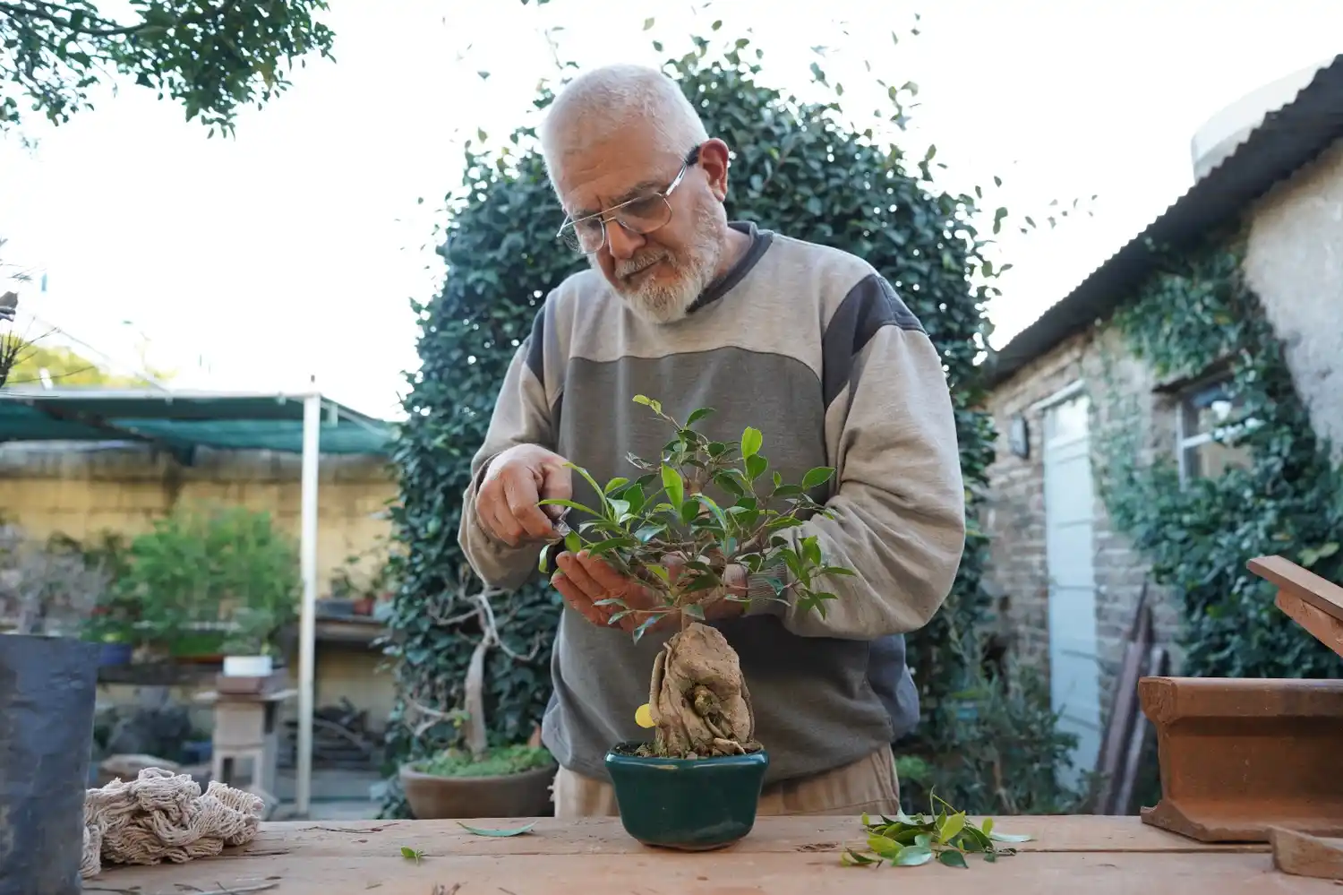 Cuidar un árbol en miniatura. La precisión y el alma de Juan detrás del bonsái.