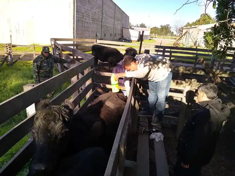 Secuestraron animales durante un operativo en la ruta 75