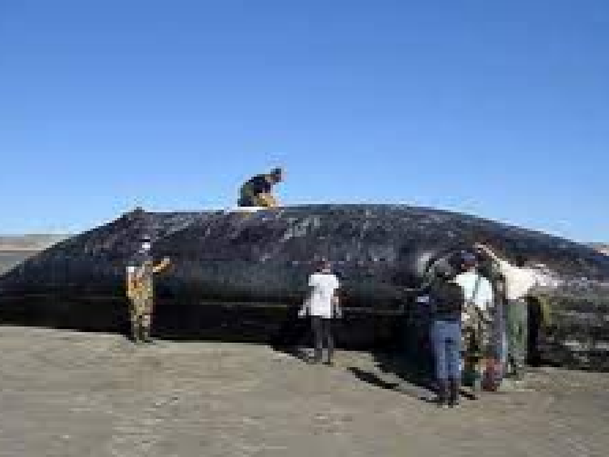 Ya son 15 las ballenas muertas en Península Valdés