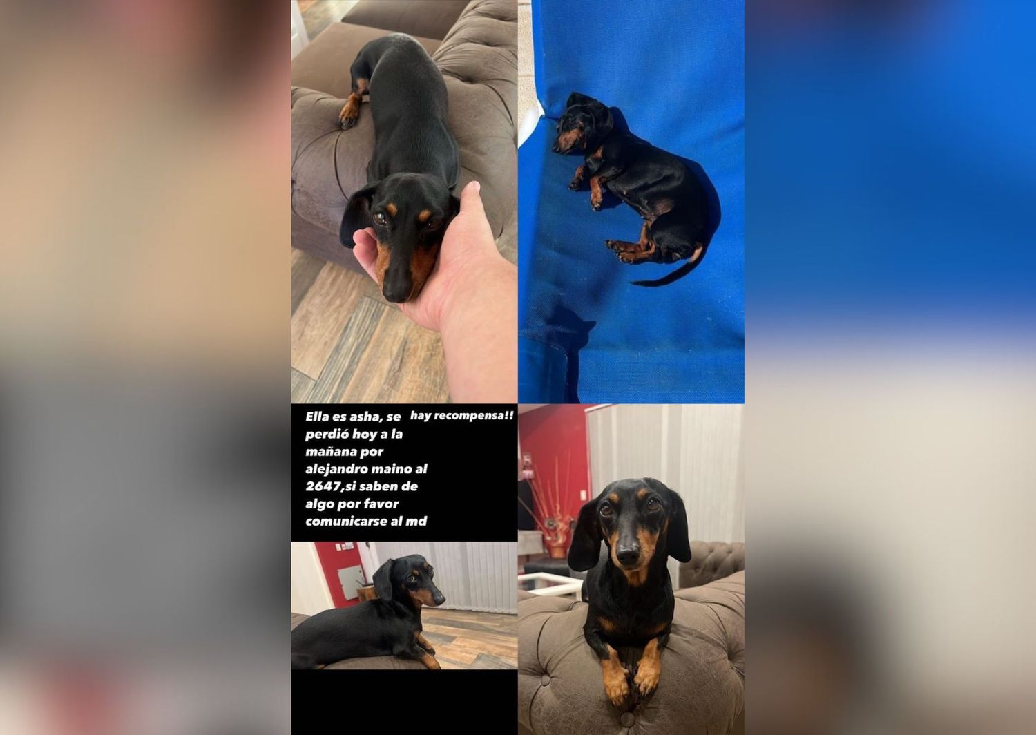 Solucionado: buscan a Asha