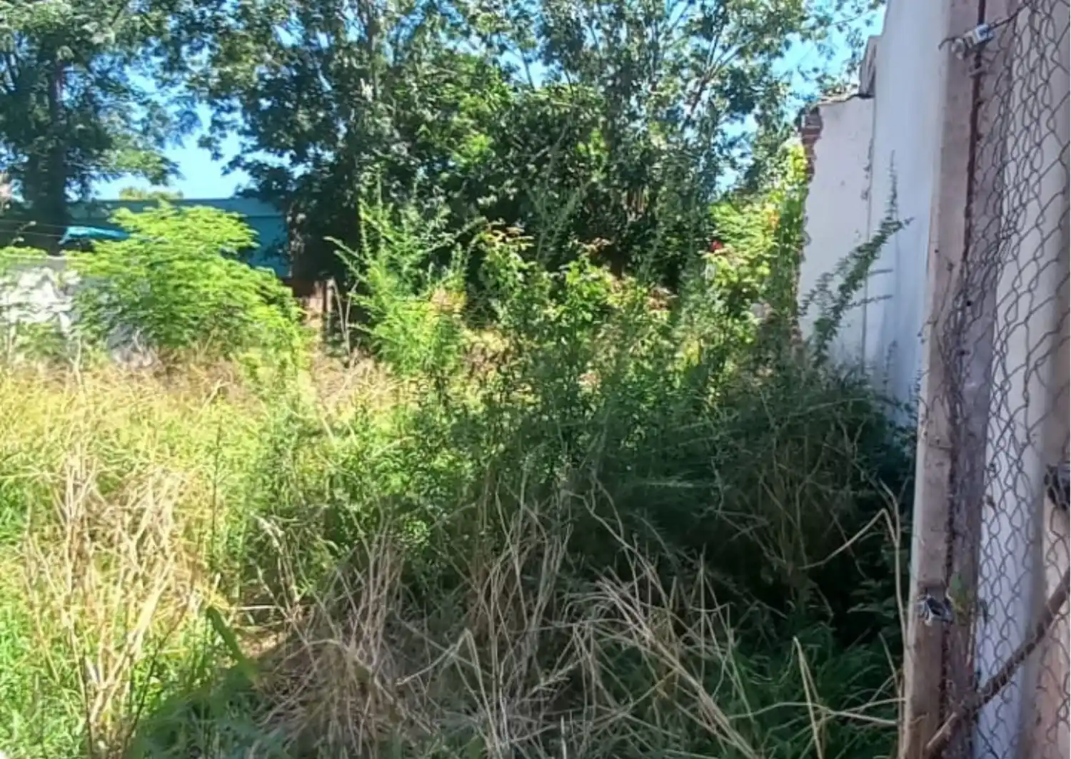 Vecinos reclaman por terreno lleno de ratones y arañas en Independencia 1360