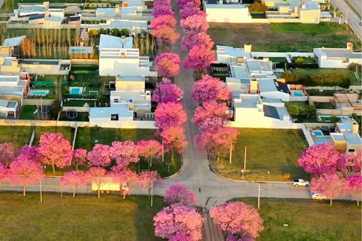 Arbolado Público. Imagen ilustrativa