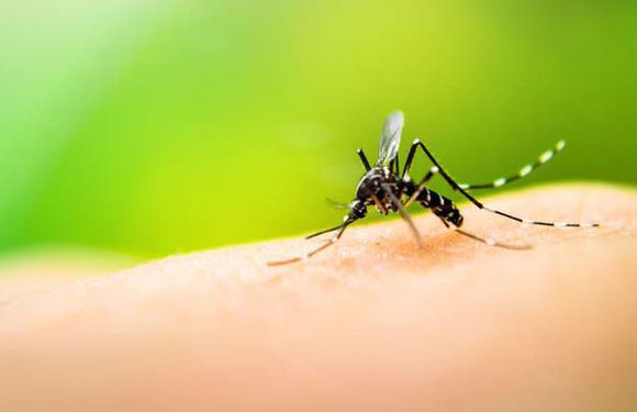 Dengue: tres casos confirmados en Rosario y seis en total en la provincia