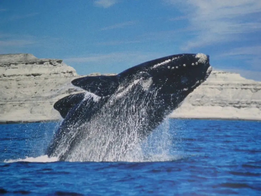 Arranca la temporada de ballenas