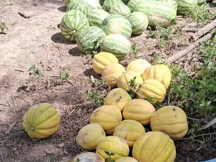 “El Gobierno y la Municipalidad aseguraron una 
exitosa cosecha a paipperos de la costa del Bermejo”