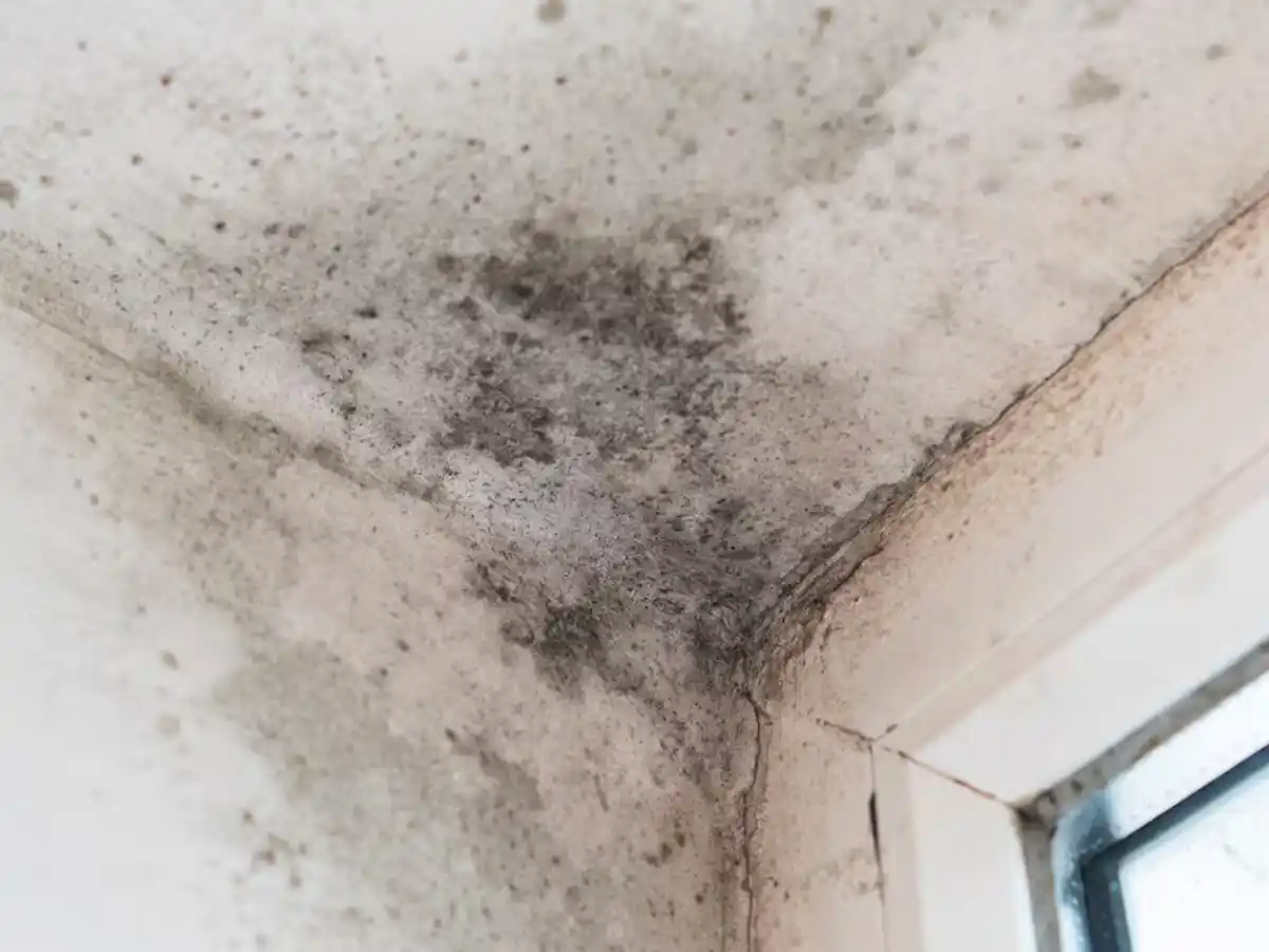 Conocé el trucazo alemán para eliminar manchas de humedad y moho de las paredes para siempre
