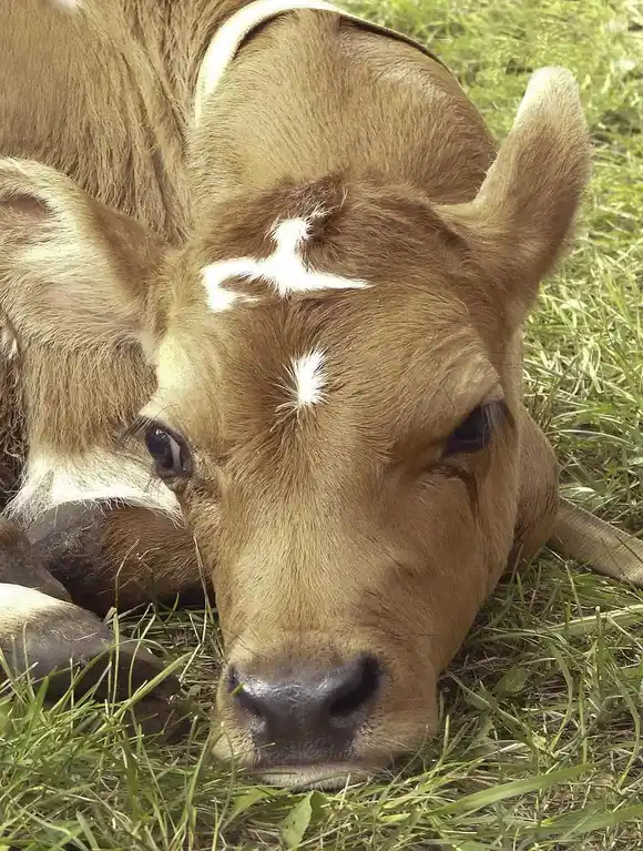 A juicio un abusador que atacó con cuchillo a una vaca