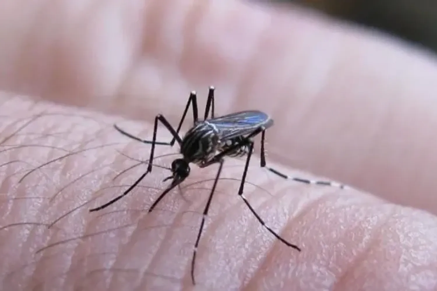  Brote histórico de dengue: el Gobierno se reúne con los ministros de Salud de todas las provincias