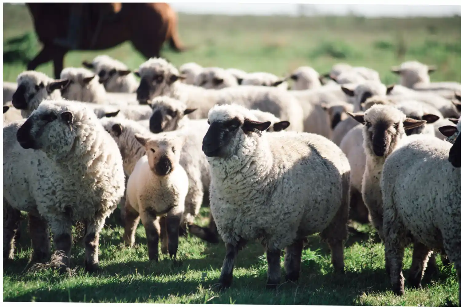La Sociedad Rural Gualeguaychú promueve una diplomatura en producción ovina