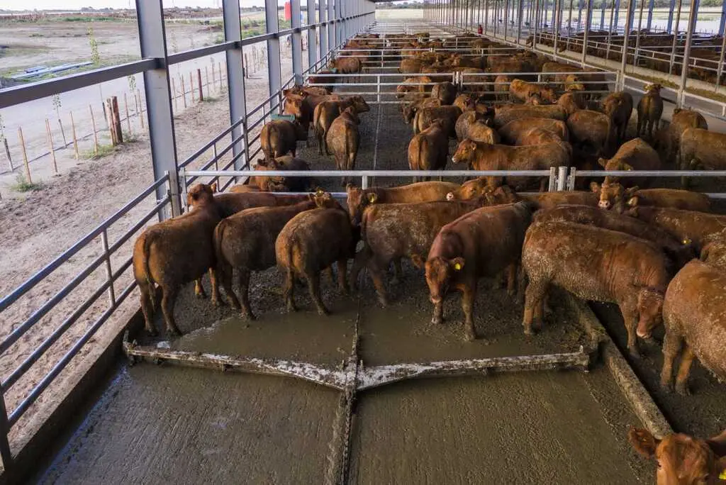 Los feedlots son fábricas de carne que abastecen, en un 50%, a frigoríficos exportadores.