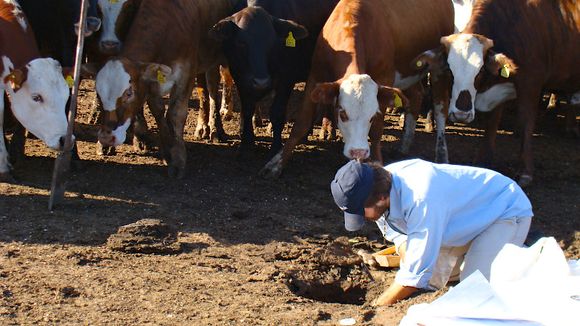 Los feedlots podrían dejar de contaminar las aguas