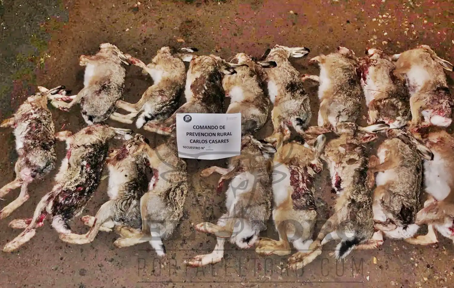 Carlos Casares: Dos detenidos por caza furtiva de liebres y portación ilegal de armas