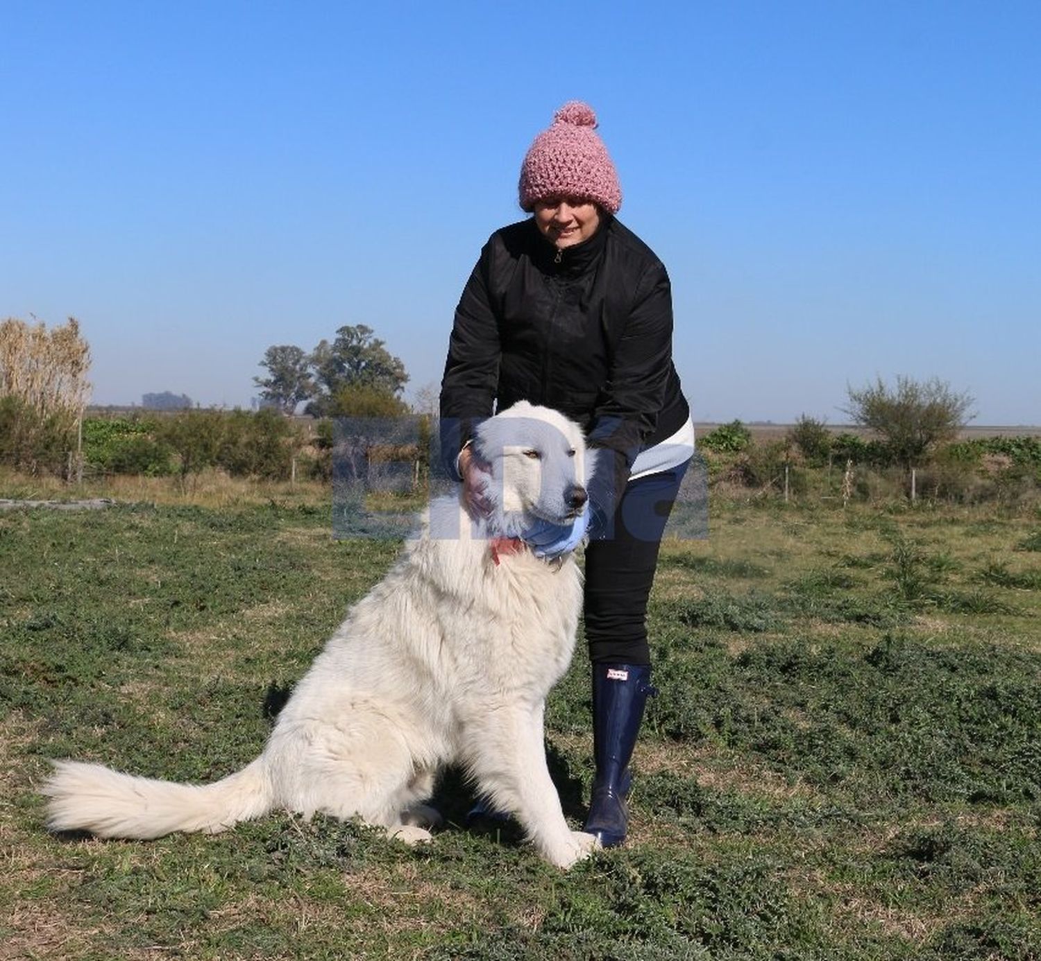 Raptor, el perro héroe: protegió a un cordero recién nacido y le salvó la vida