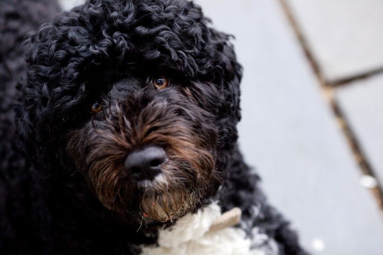 Atropellaron a un perro que vale más de $1 millón y se dieron a la fuga