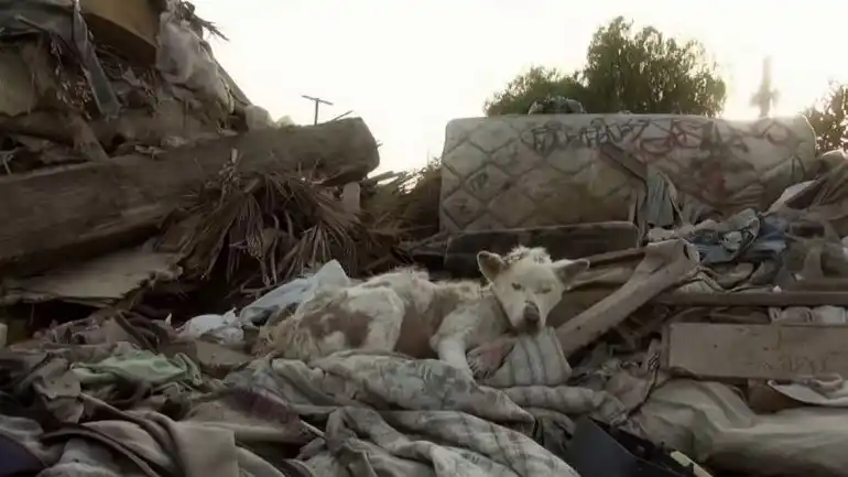 El milagro de Miley, una perra moribunda rescatada de la basura