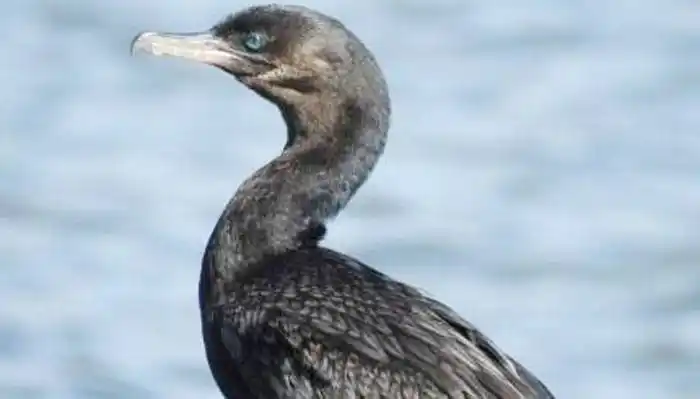 Declaran la emergencia sanitaria tras la confirmación  de un caso de Gripe Aviar