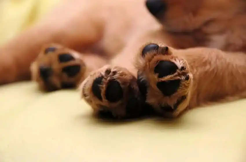 Tuvieron una pelea de vecinos y le apuñaló al perro