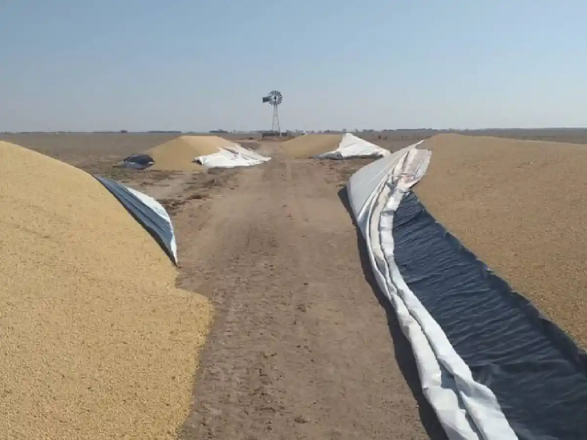 Rompieron cuatro silobolsas en un campo de La Puerta 