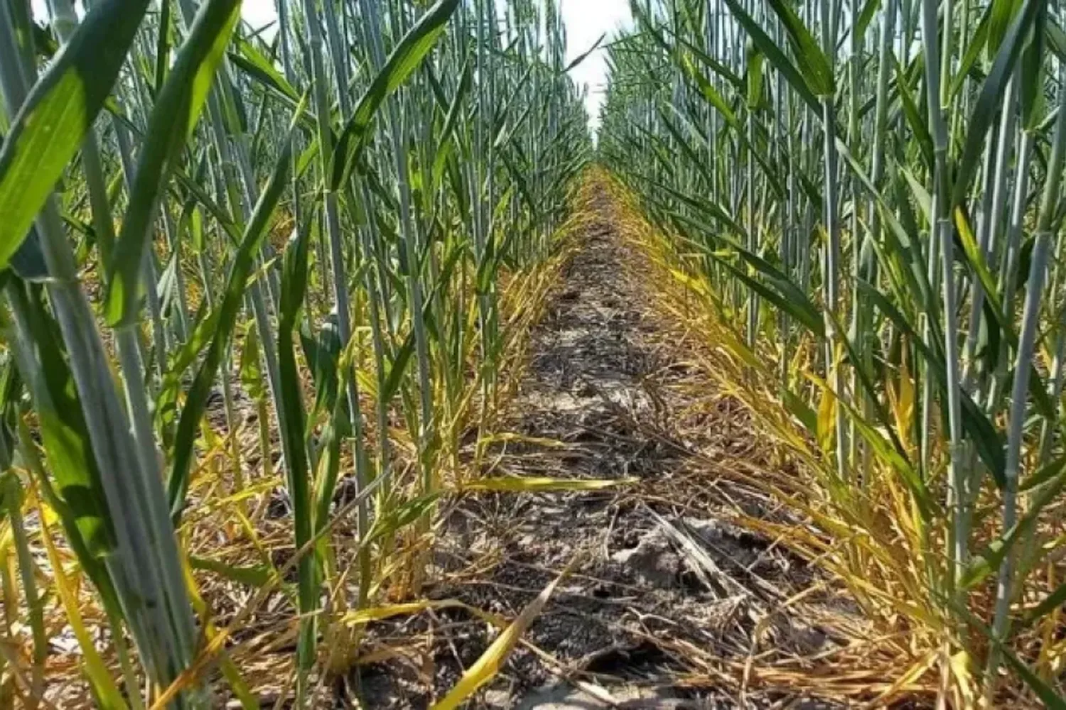 Alerta trigo: la campaña ya se parece mucho al 2022, cuando la sequía recortó casi 50% los rindes, pero con peores precios