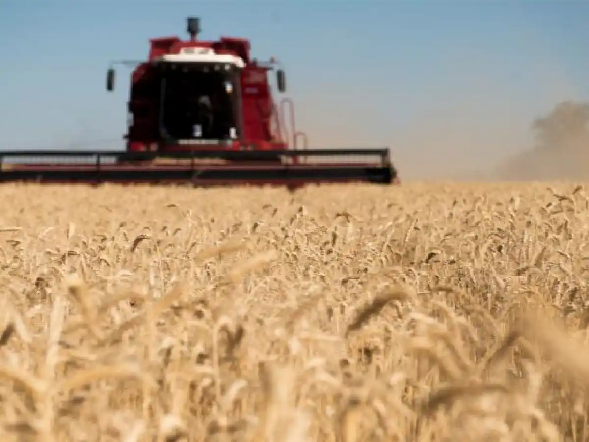 Comenzó la cosecha de trigo: traerá menos toneladas que lo esperado
