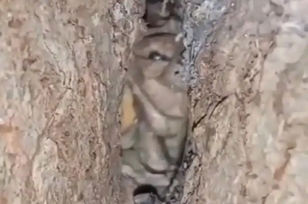 ¿Es real?: el”duende cordobés”, el video viral de TikTok del que todos hablan