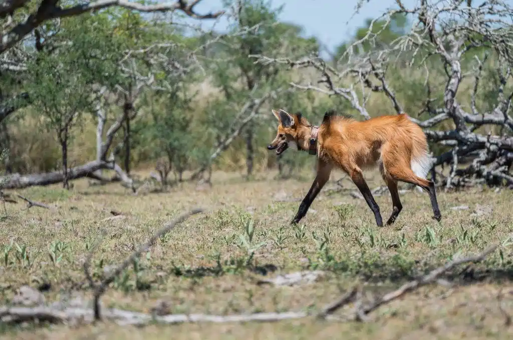 Liberaron a un aguará guazú en el departamento San Javier