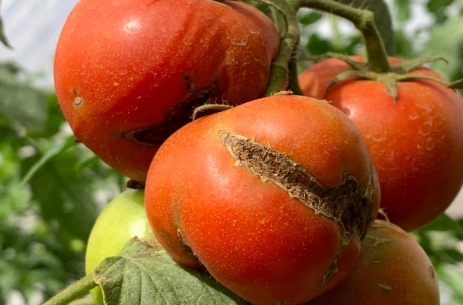 Virus rugoso del tomate: "Se pueden consumir aunque estén afectados por la virosis"