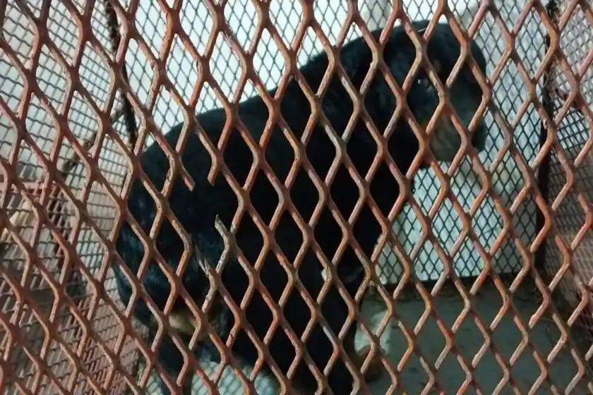 Un perro atacó a una mujer en zona oeste.