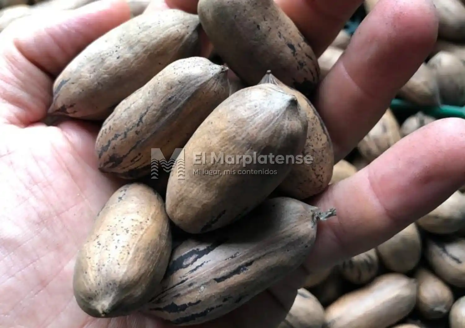Nuez de Pecán, un cultivo que no para de crecer.