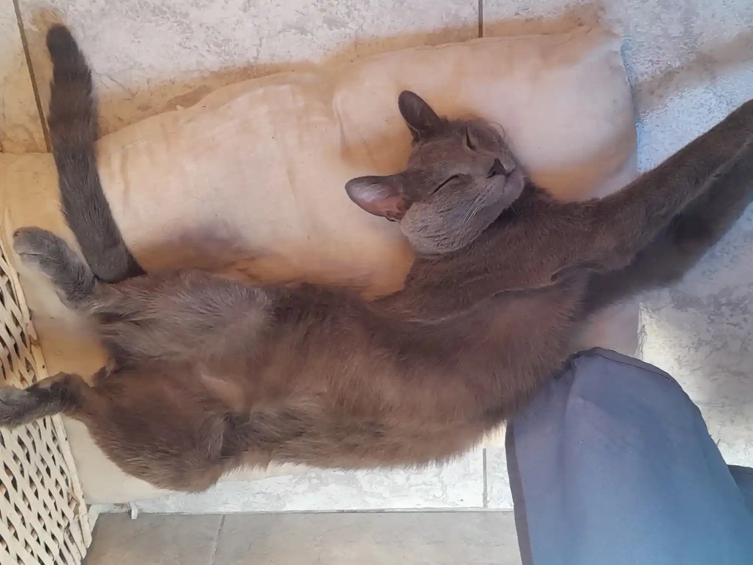 Las mascotas que requieran atención de urgencia contarán con un servicio de guardia.