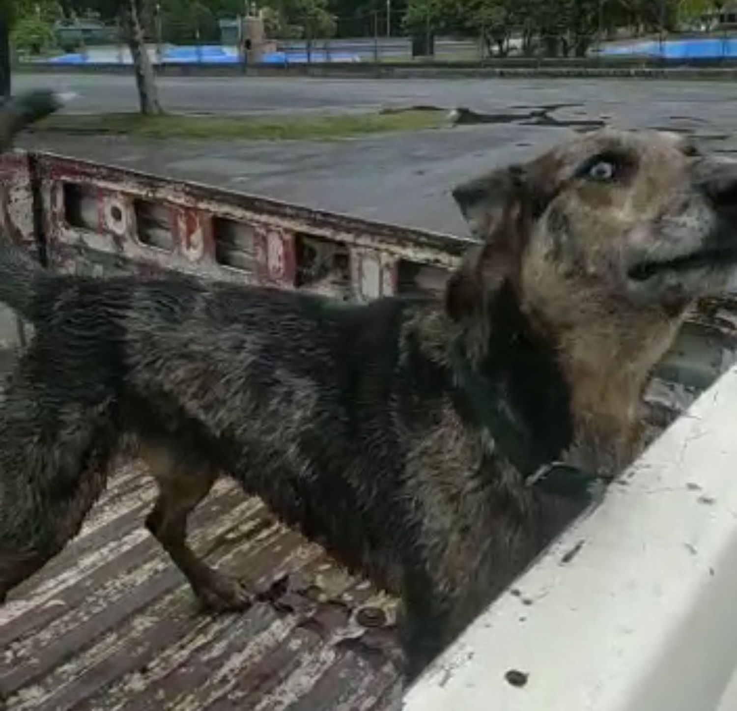 Skay, ese perro al que todos conocen en Tandil