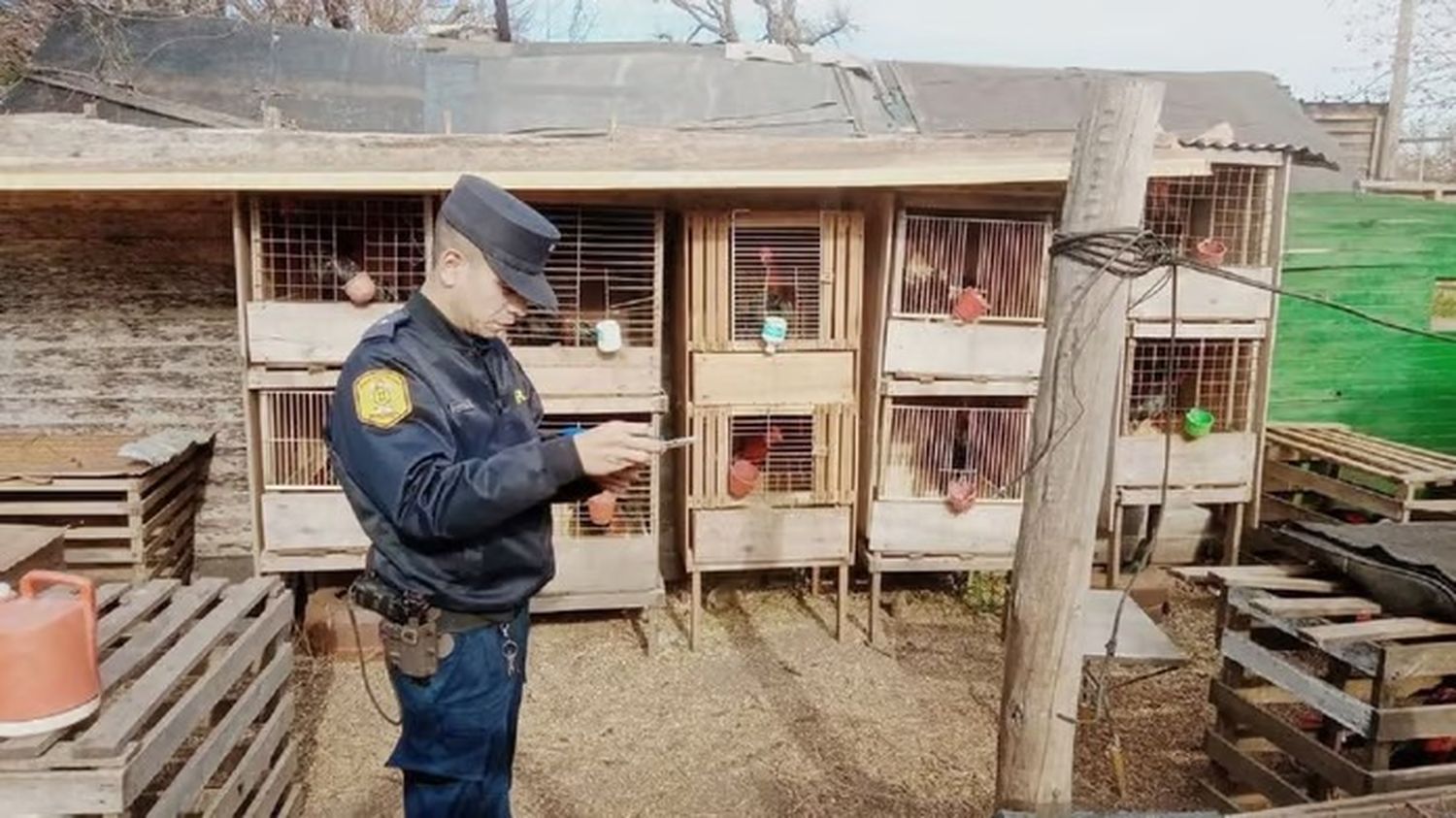 Impactante: desarticularon una red de riñas de gallos