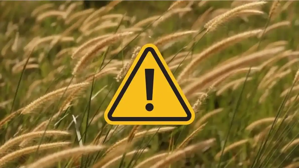 Alerta amarilla por vientos para este domingo en Tres Arroyos