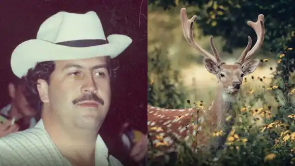 ¿Por qué los venados de Pablo Escobar preocupan a científicos?