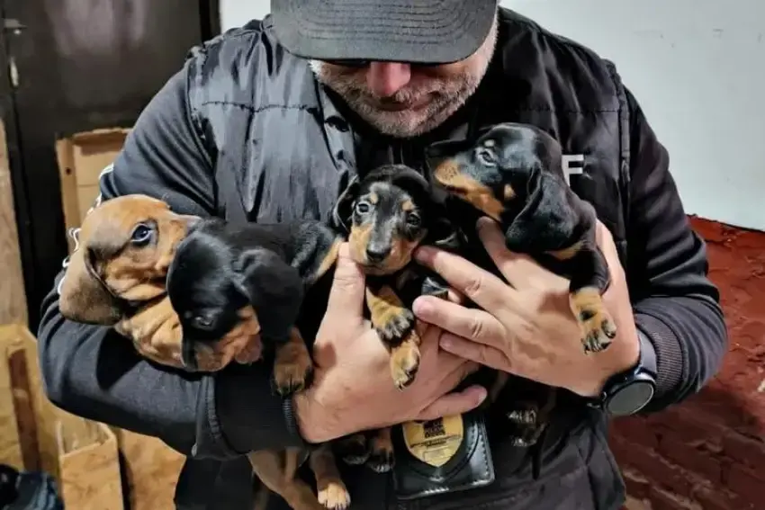 Rescataron a más de 50 perros salchichas en un criadero ilegal bonaerense