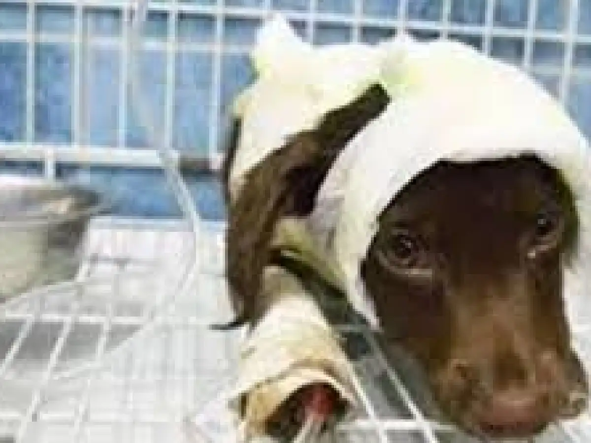 Juicio por Chocolate: este miércoles serán los alegatos