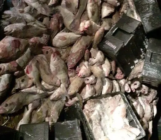Operativo de control de pesca