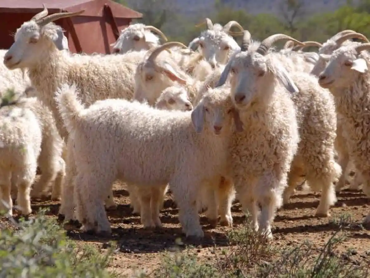 ¿Las compañías de ropa le dicen adiós al mohair?