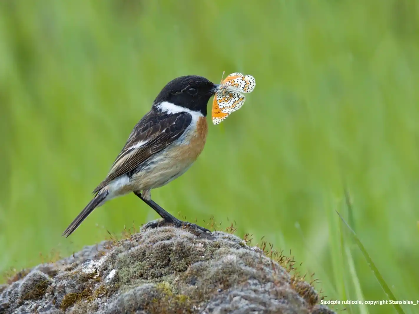 Foto cortesía: un ave sostiene una mariposa en su pico