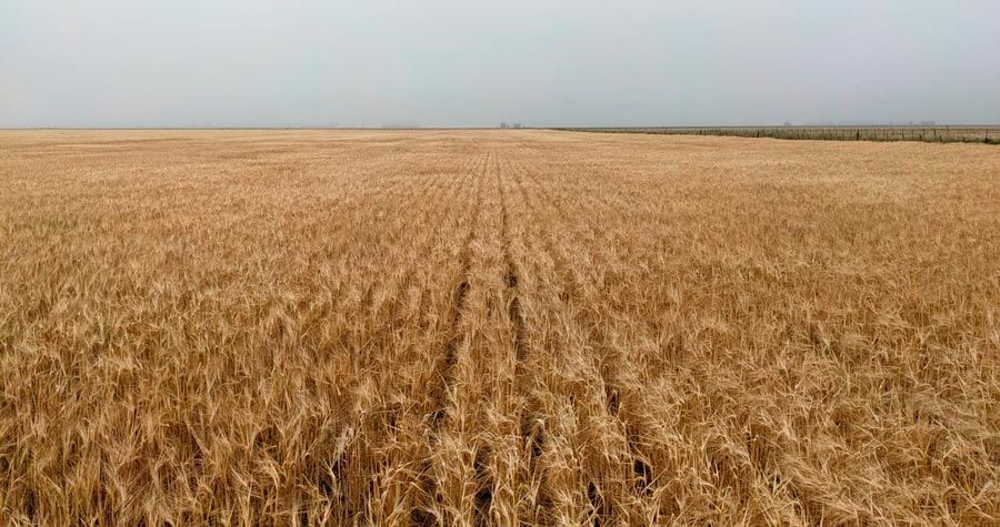 El bajo rendimiento de los cultivos ha sido generalizado en todas las regiones agrícolas del país.