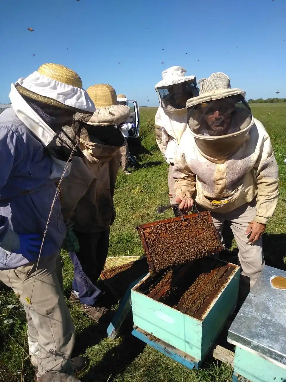 INTA: Jornada de prácticas para apicultores de la zona en Chascomús