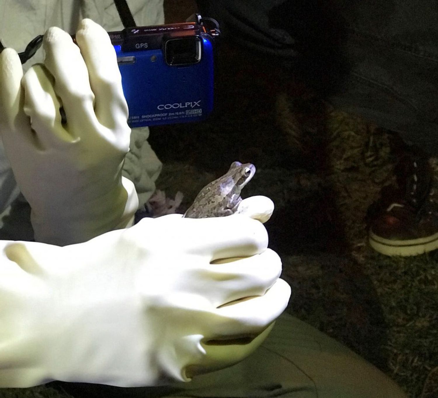 Biólogos relevarán los anfibios en la Ciudad de Buenos Aires