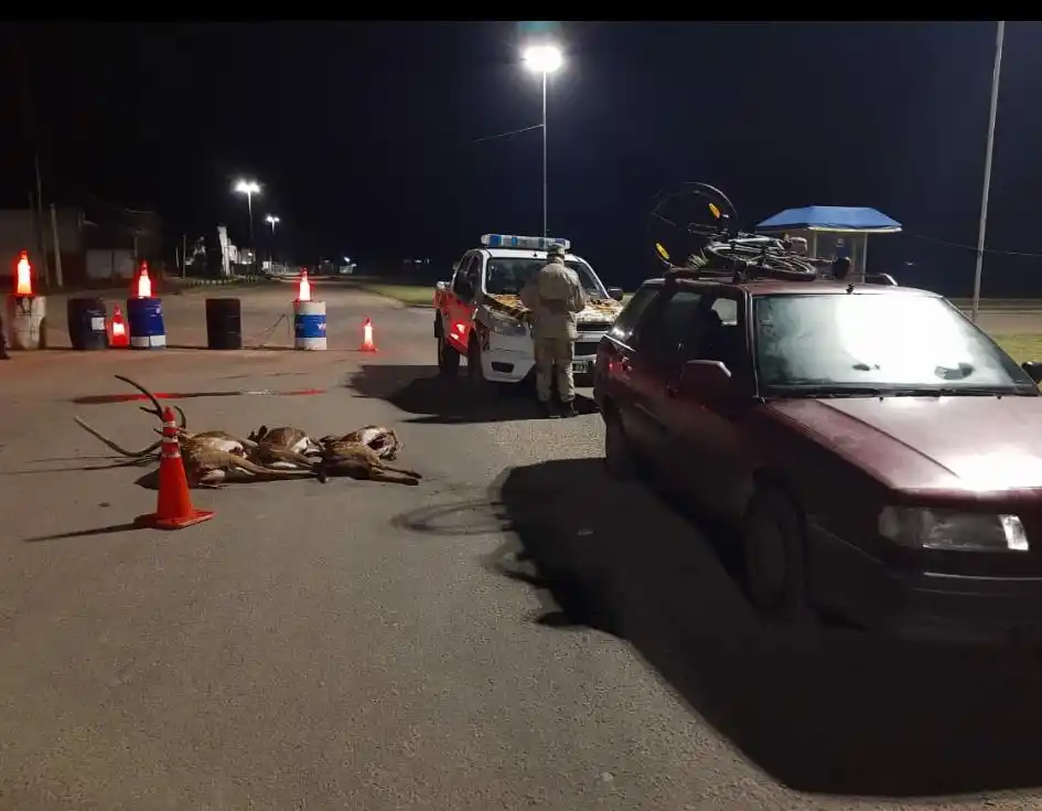 Ingresaban a la ciudad con tres ciervos faenados en el auto  