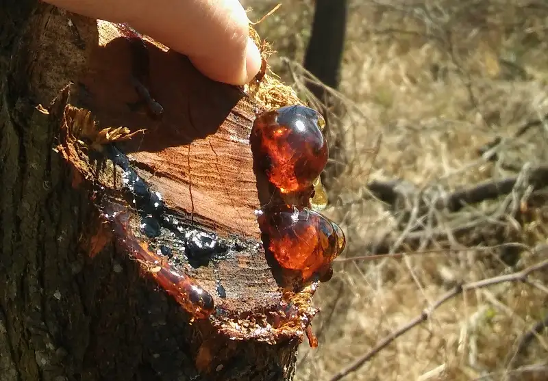 Estudian la goma del algarrobo blanco y su potencial para la industria