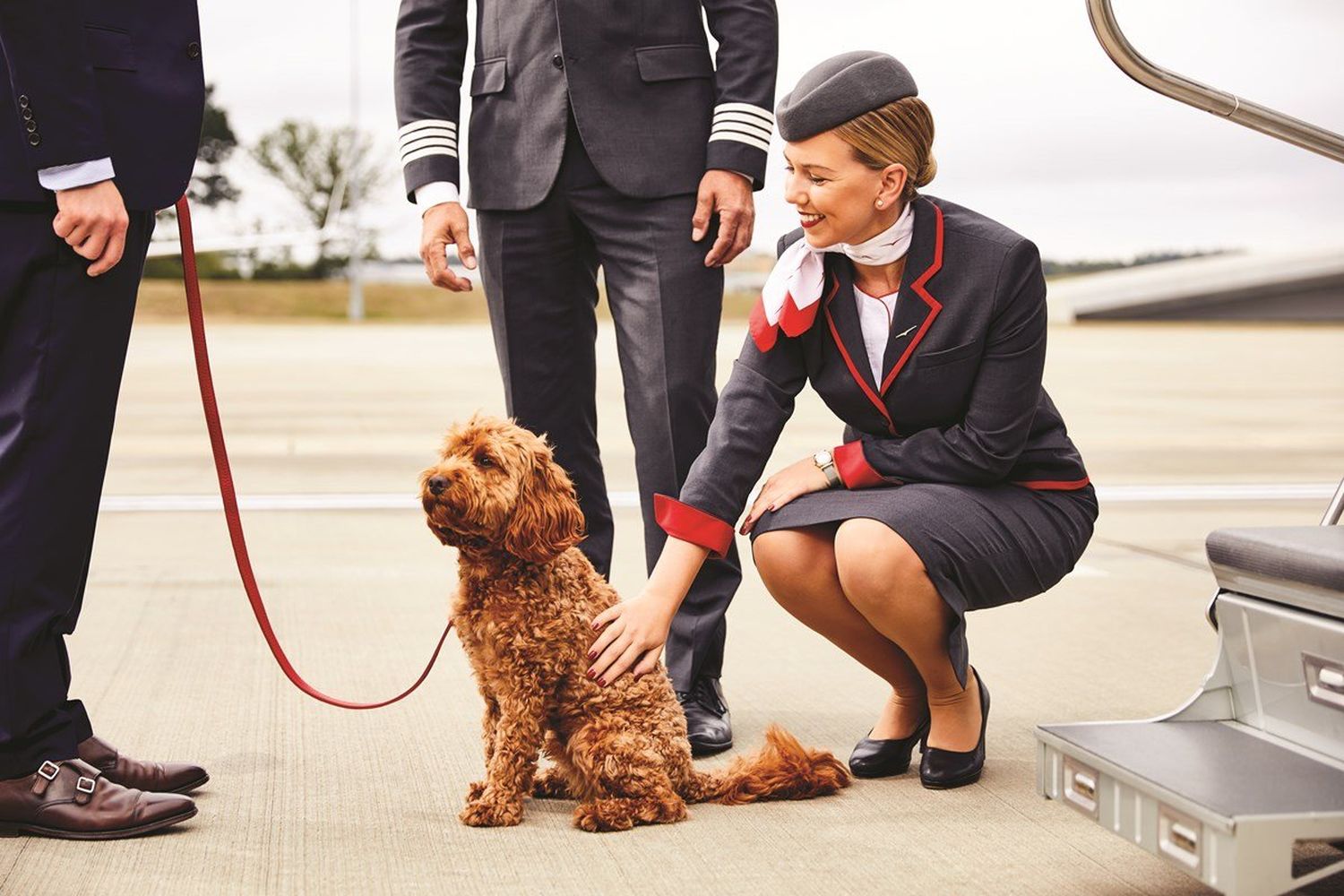 VistaJet capacita a sus tripulantes para la atención de mascotas a bordo