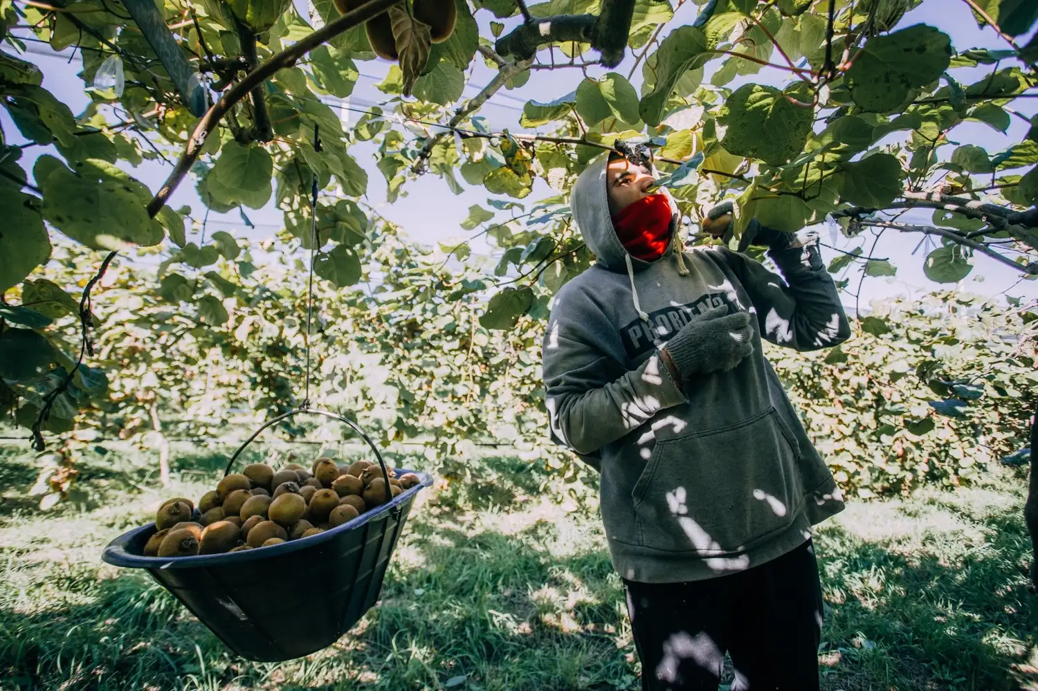 De la totalidad de la producción de kiwi del país, la región Mar del Plata aporta más de la mitad