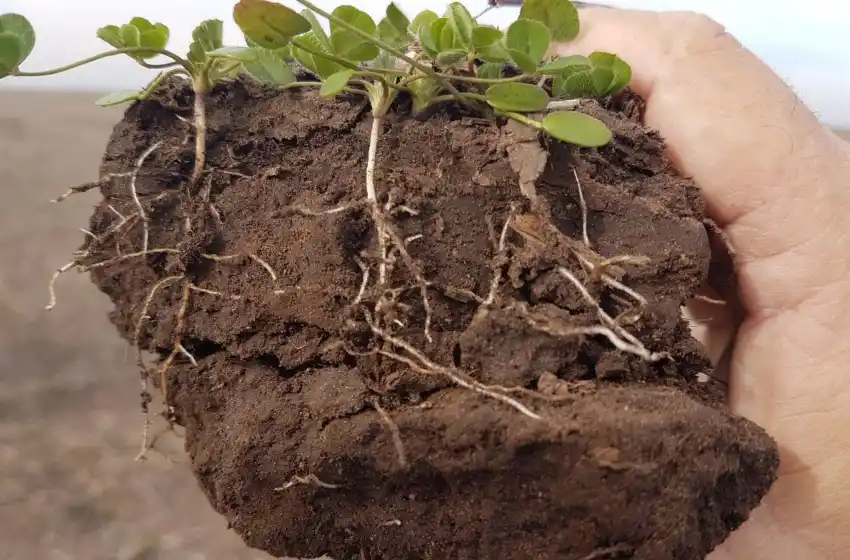 La búsqueda de un suelo saludable