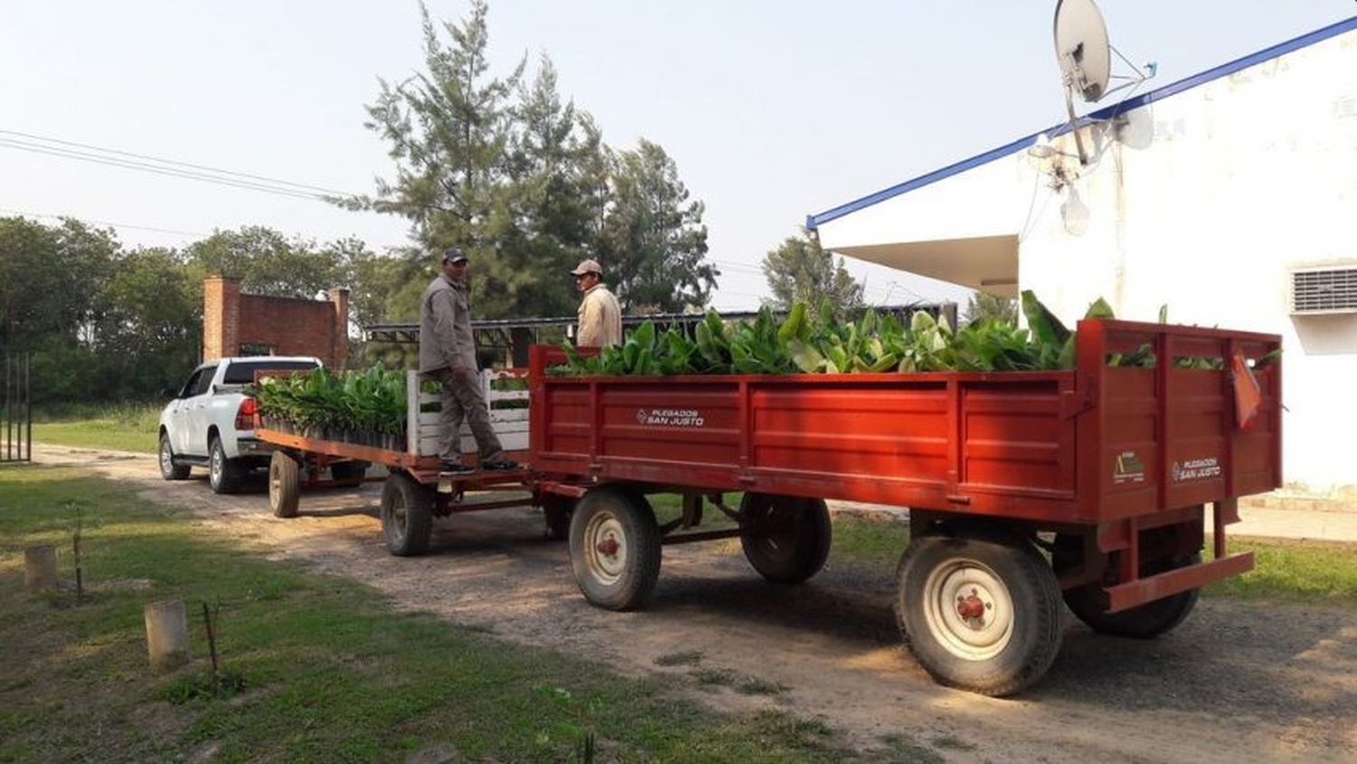 CEDEVA prevé entregar 120 mil plantas de banano durante la actual campaña