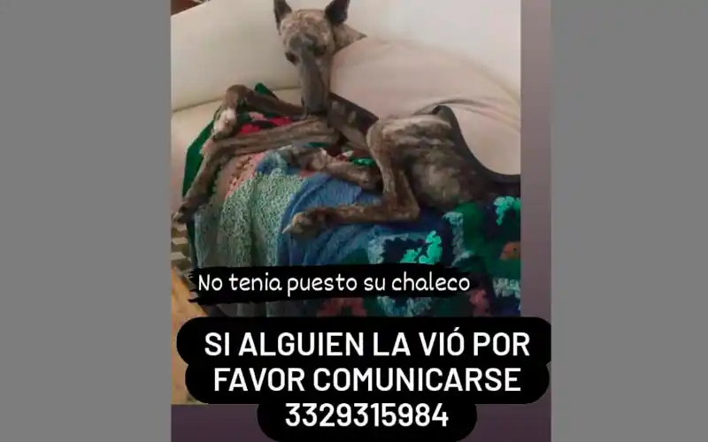 La buscan: galga adulta de pelo atigrado