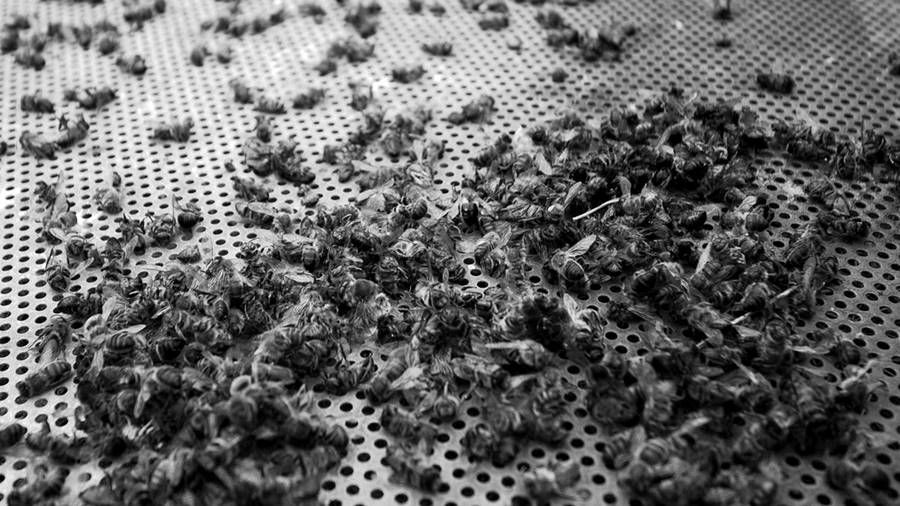 “Si las abejas desaparecieran de la tierra, al hombre sólo le quedarían cuatro años de vida»
